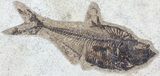 Diplomystus Fossil Fish - inch Layer #29540-1